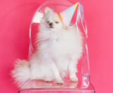 Pomeranian Puppies For Sale Simply Southern Pups
